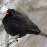 IMG_1548