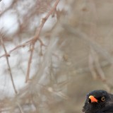 IMG_1564