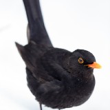 IMG_1595
