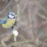 IMG_1618