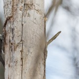 IMG_1688