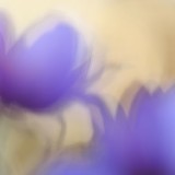 IMG_2959
