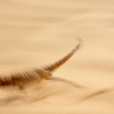 IMG_5939