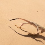 IMG_9775