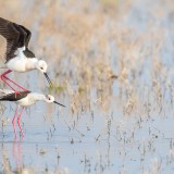 IMG_1201-copy