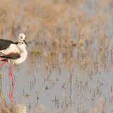 IMG_1215-copy