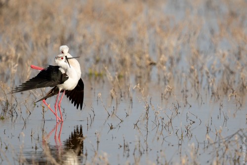 IMG_1217-copy.jpg