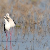 IMG_1231-copy