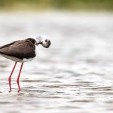 IMG_1384-copy