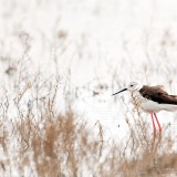 IMG_3290-copy