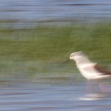 IMG_4392-copy