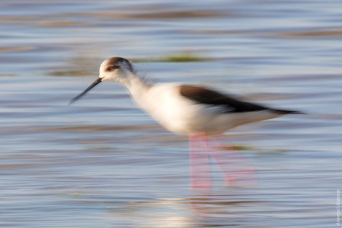 IMG_4649-copy.jpg
