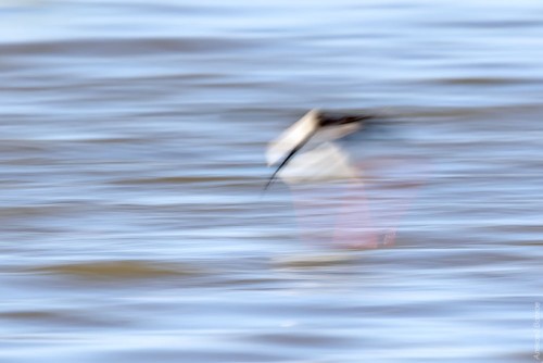 IMG_6591-copy.jpg