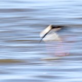 IMG_6591-copy