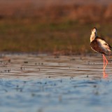 IMG_7441-copy