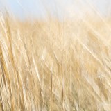 IMG_0394
