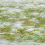 IMG_2341