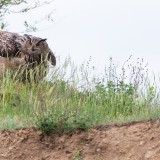 16-IMG_2102