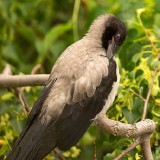 IMG_0510