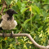 IMG_0612