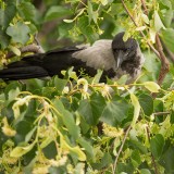 IMG_0674