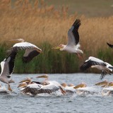 IMG_1565-copy