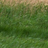 IMG_1770-copy