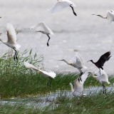 IMG_1828-copy