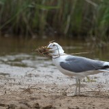 IMG_1833-copy