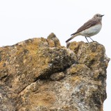 IMG_2156-copy