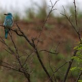 IMG_2173-copy