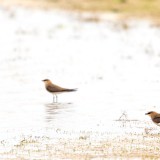 IMG_2316-copy
