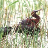 IMG_2498-copy
