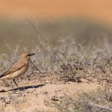 IMG_3961-copy