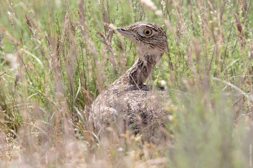 IMG_4098-copy.jpg