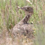 IMG_4098-copy