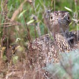 IMG_4122-copy