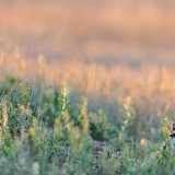 IMG_4783-copy