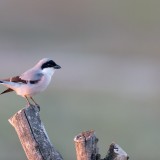 IMG_4800-copy