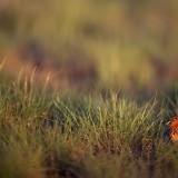 IMG_4884-copy