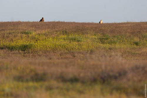 IMG_4991-copy.jpg