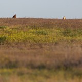 IMG_4991-copy