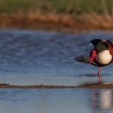 IMG_6004-copy