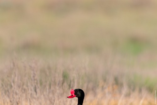 IMG_6367-copy.jpg