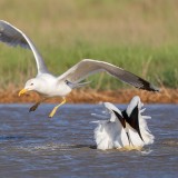 IMG_6481-copy