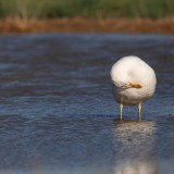 IMG_6549-copy