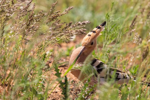 IMG_6764-copy.jpg
