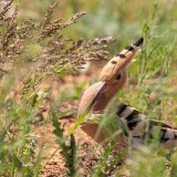 IMG_6764-copy