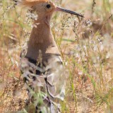IMG_6868-copy
