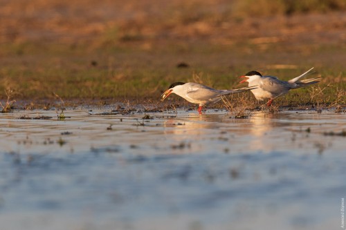 IMG_7173-copy.jpg